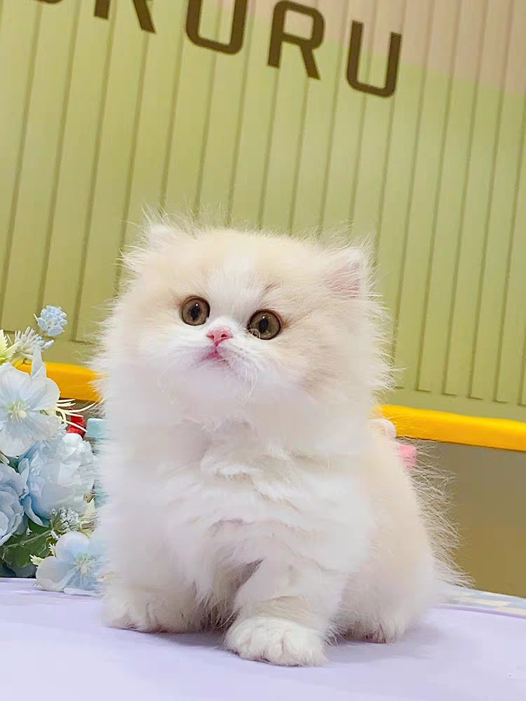猫舍直销,批发价出售,长毛英短